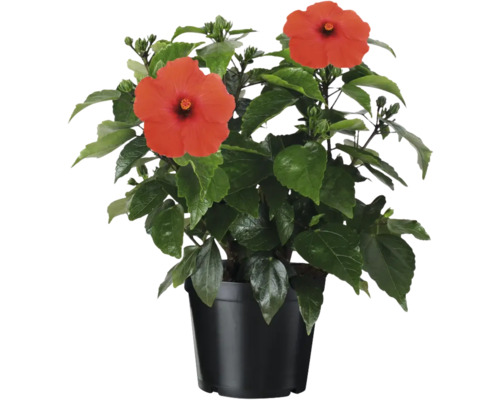 Hibiscus en pot