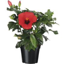 Hibiscus en pot avec fleur rouge