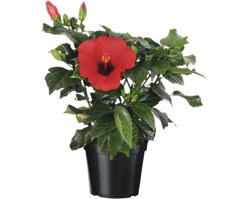Hibiscus en pot avec fleur rouge