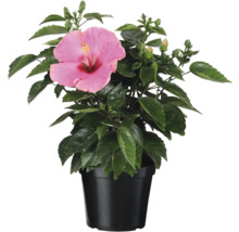 Hibiscus en pot avec fleur rose