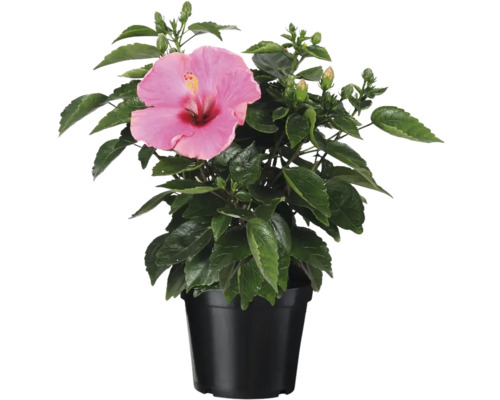 Hibiscus en pot avec fleur rose