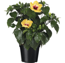Hibiscus en pot avec fleurs jaunes