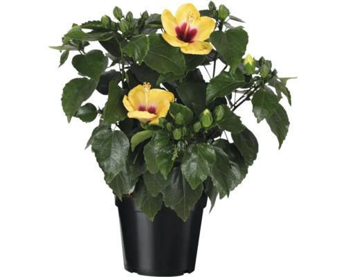 Hibiscus en pot avec fleurs jaunes