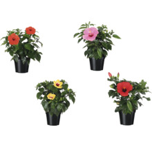 Hibiscus en pot avec différentes couleurs de fleurs