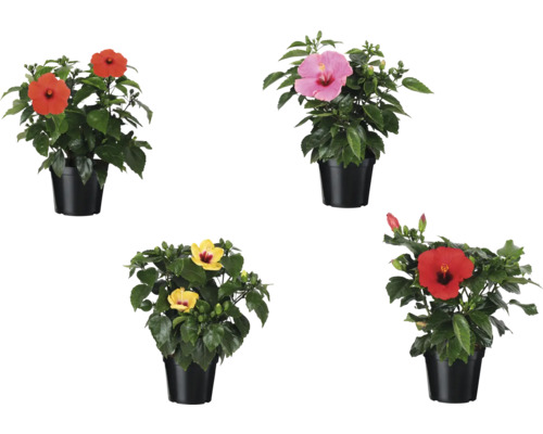 Hibiscus en pot avec différentes couleurs de fleurs