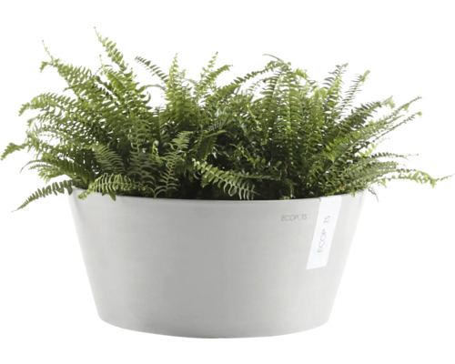 Grüner Farn in einem weißen Blumentopf.