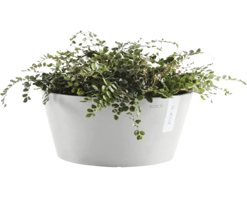 Zimmerpflanze in weißem Pflanzgefäß