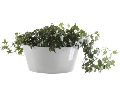 Efeu in weißem Pflanzgefäß