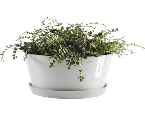 Zimmerpflanze mit Topf und Untersetzer