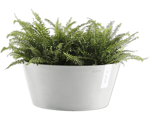 Grüner Farn in einem weißen Pflanzgefäß