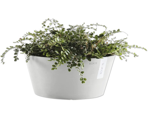 Zimmerpflanze in Topf