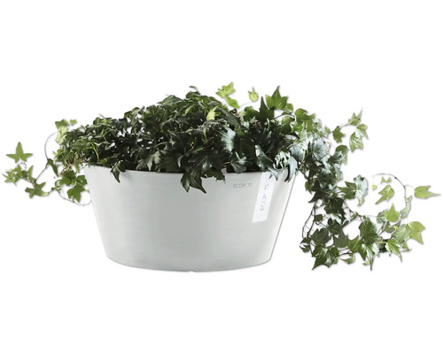 Efeu an engem Blummendëppen