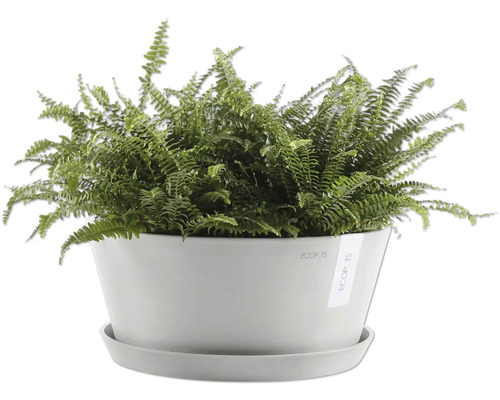 Grüner Farn in einem Topf mit Untersetzer