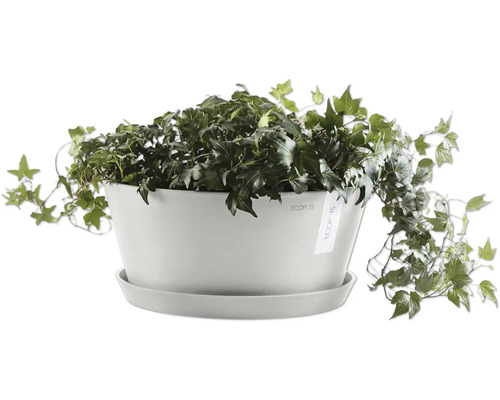 Efeu in einem Blumentopf