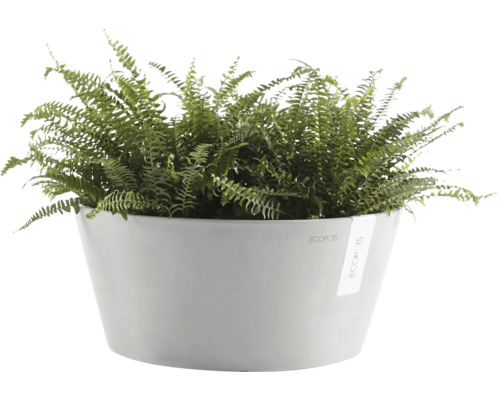 Fougère dans un pot de fleurs