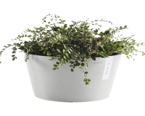 Plante grimpante dans un pot blanc