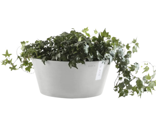 Lierre dans un pot de fleurs