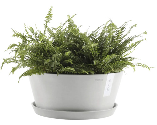 Nephrolepis plante d''intérieur dans un pot avec soucoupe