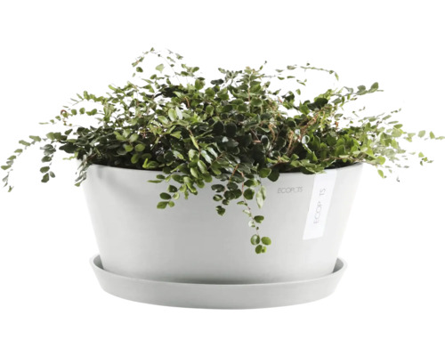 Muehlenbeckia dans un pot blanc avec soucoupe