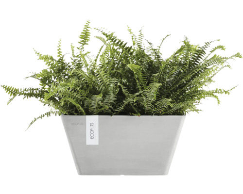 Grüner Farn in einem quadratischen Pflanzgefäß