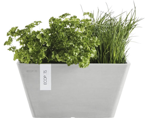 Pflanzkasten mit Petersilie und Schnittlauch