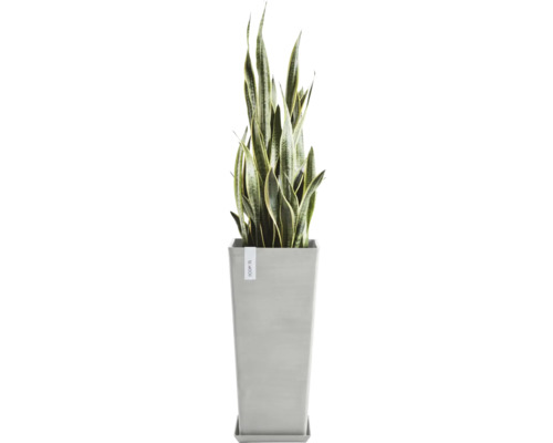 Sansevieria Pflanze im Topf