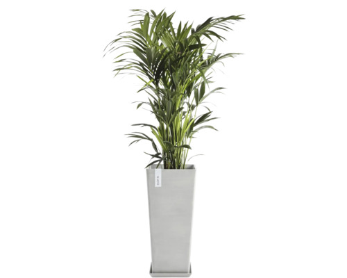 Chrysalidocarpus Zimmerpflanze in einem Pflanzgefäß