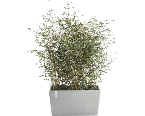 Bambus im Pflanzgefäß