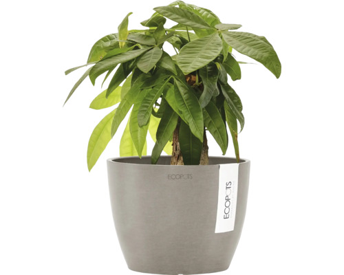 Châtaignier porte-bonheur en pot gris