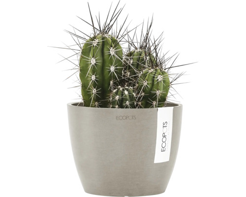 Cactus en pot avec de longues épines