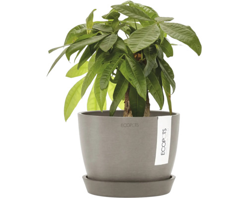 Châtaignier porte-bonheur dans un pot de fleurs