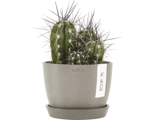 Cactus en pot avec des épines