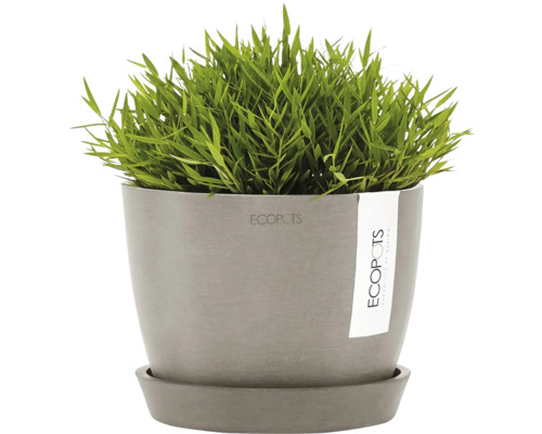 Pot avec graminées ornementales et soucoupe