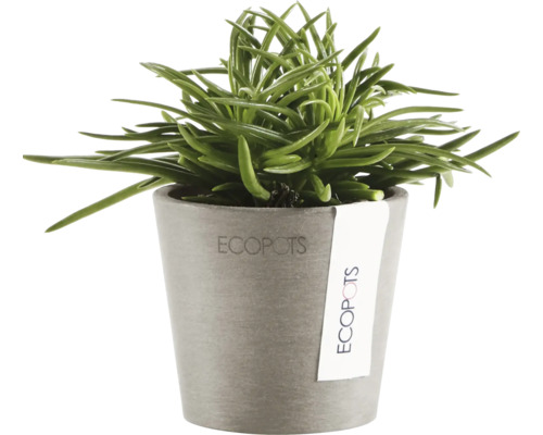 Zimmerpflanze im Topf