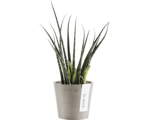 Sansevieria Pflanze im Topf