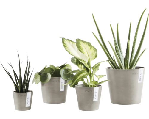 Verschiedene Zimmerpflanzen in passenden Töpfen