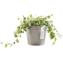 Ecopots Pflanze in einem Topf