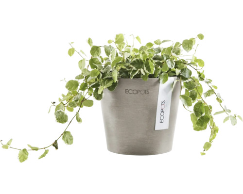 Ecopots Pflanze in einem Topf
