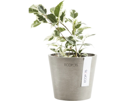 Benjamini-Feige im Topf mit Ecopots Logo