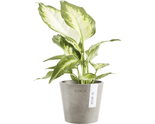 Dieffenbachie in grauem Topf für Innenräume