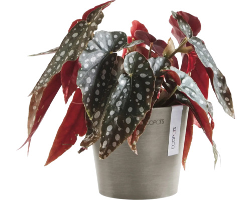 Begonie in Topf mit Blattmuster