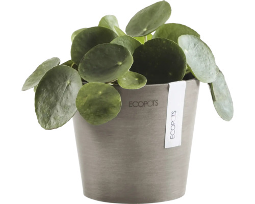 Chinesischer Geldbaum im Topf