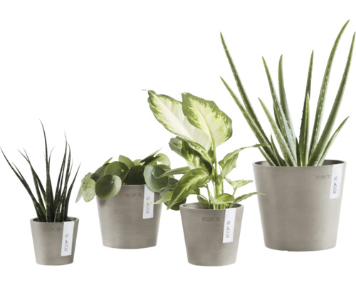 Verschiedene Zimmerpflanzen in passenden Töpfen