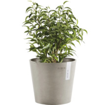 Plante d''intérieur dans un pot