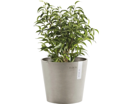 Zimmerpflanze in einem Topf