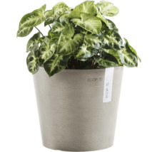 Tête-de-flèche en pot