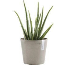 Plante d''aloès vera dans un pot gris