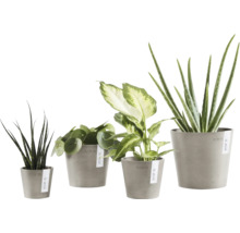 Diverses plantes d''intérieur en pot