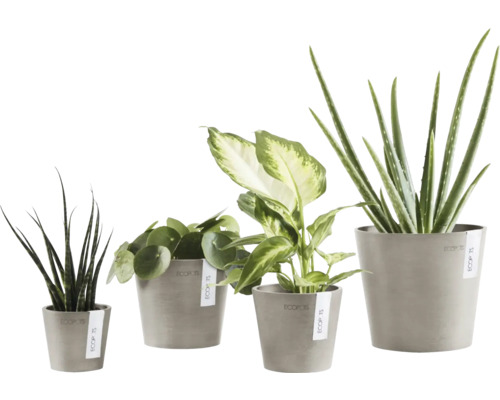 Verschiedene Zimmerpflanzen in Töpfen