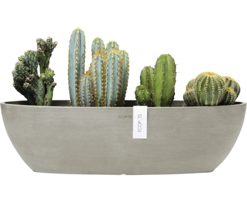 Verschiedene Kakteen in einem länglichen Pflanzgefäß